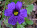 Thimbleweed Seeds (100) | Native Wildflower with White Blooms & Thimble-Shaped Seed Heads | Anemone cylindrica