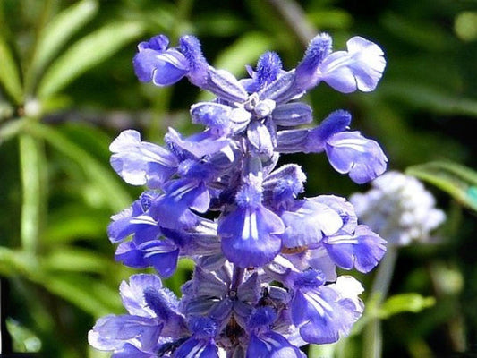 Texas Bluebonnet Seeds – Lupinus texensis, Wildflower for Meadows & Gardens, Drought Tolerant, Easy to Grow, 50 Seeds