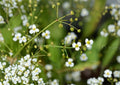 Large Flowered Water Plantain Seeds – Native Aquatic Perennial for Ponds, Marshes & Rain Gardens, Alisma triviale, 300 Seeds