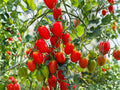 Roma Tomato Seeds – Paste/Plum Heirloom Garden Vegetable – 30 Seeds for Sauce, Canning, Cooking