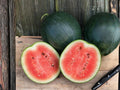 Sugar Baby Watermelon Seeds – Compact Heirloom Melon for Small Gardens & Containers – Sweet, Juicy, Deep Red Flesh