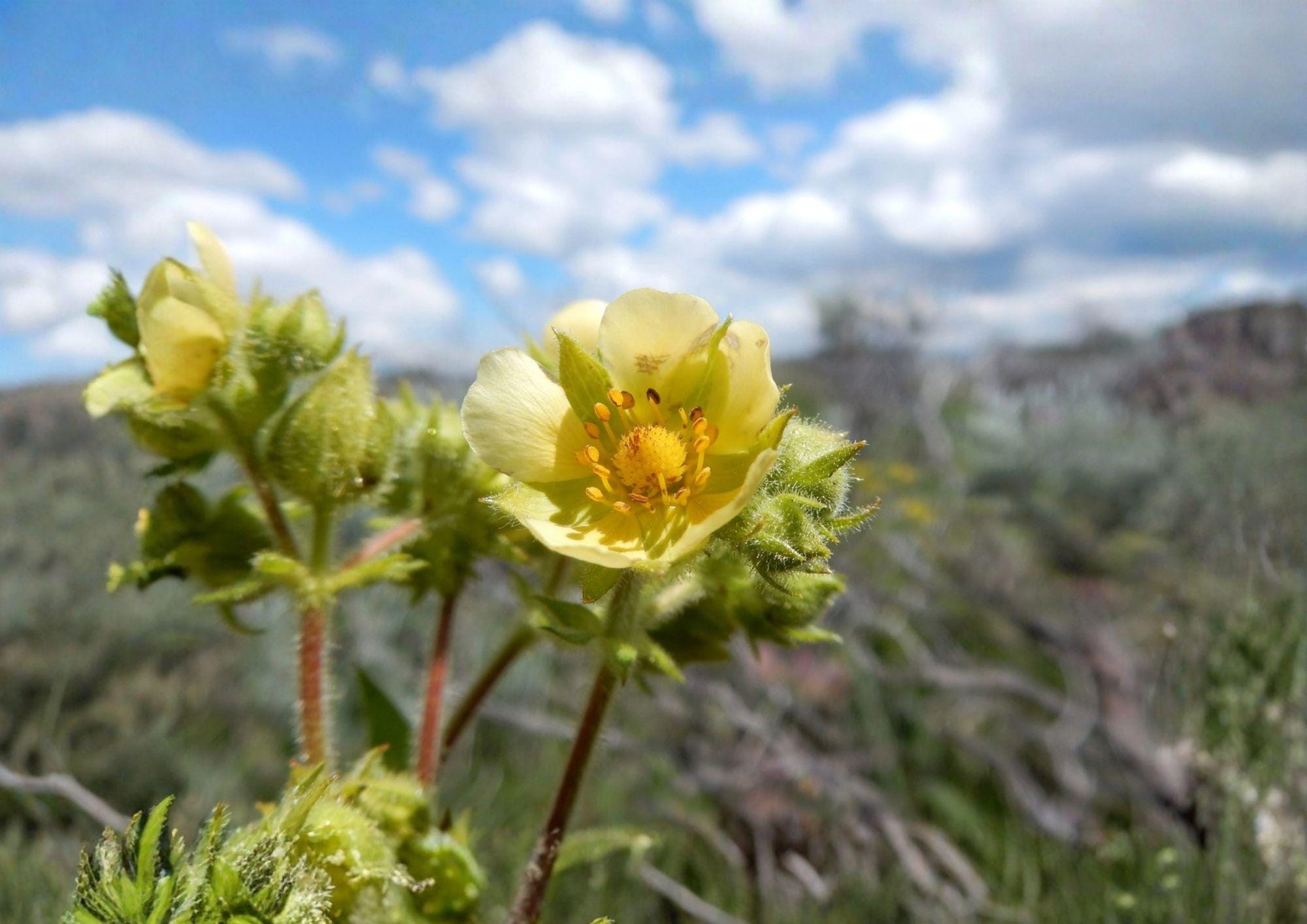 Prairie Cinquefoil Seeds - Native White Wildflower, Drought Tolerant, Drymocallis arguta, 500 Seeds