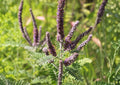 Lead Plant Seeds – Amorpha Canescens, Purple Flower Spikes, Drought Tolerant, Native Prairie Shrub, 50 Seeds