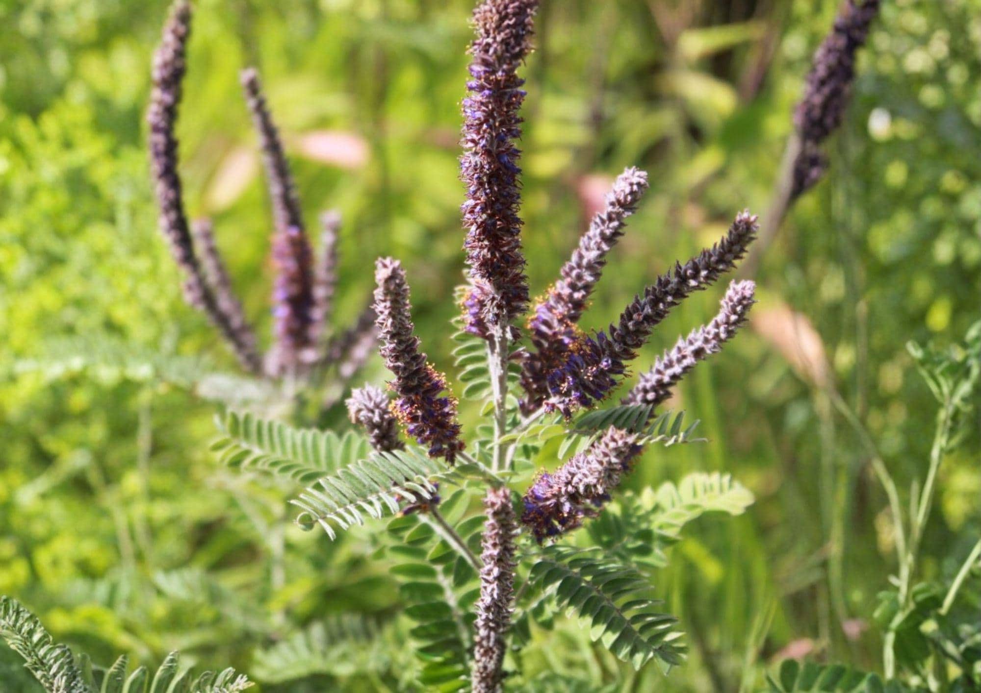 Lead Plant Seeds – Amorpha Canescens, Purple Flower Spikes, Drought Tolerant, Native Prairie Shrub, 50 Seeds