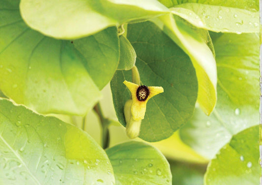 Dutchman's Pipevine Seeds – Aristolochia tomentosa, Swallowtail Host Plant, Climbing Vine, Native Garden, 10 Seeds