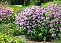 Wild Bergamot Seeds - Lavender Bee Balm, Pollinator Attracting Native Perennial, Monarda fistulosa, 100 Seeds