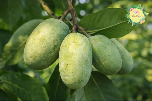 Bare-Root Pawpaw Tree Seedlings, Edible Fruit Trees, Asimina triloba, Garden or Orchard, Sweet Fruit, Pollinator Attractant