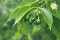 3 Bare-Root Hackberry Trees Celtis Occidentalis Native Shade Trees for Landscaping and Reforestation