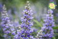Chasteberry Tree Bare-Root Pack of 2 - Vitex Agnus-Castus Lilac Chastetree for Garden, Pollinator Attracting, Drought-Tolerant, Full Sun