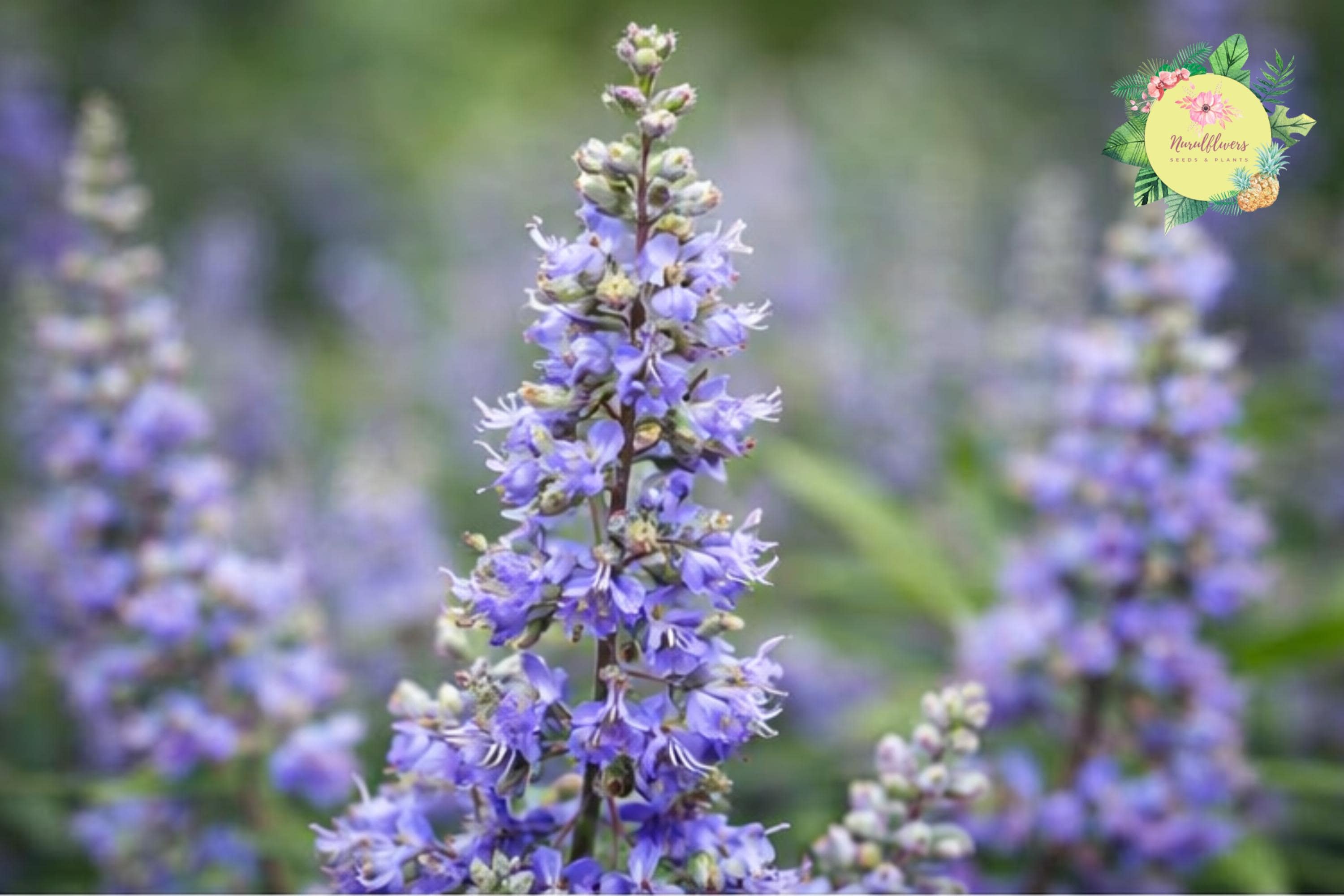 Chasteberry Tree Bare-Root Pack of 2 - Vitex Agnus-Castus Lilac Chastetree for Garden, Pollinator Attracting, Drought-Tolerant, Full Sun