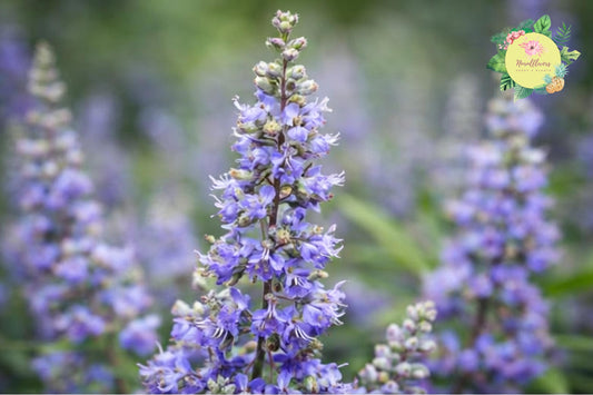 Chasteberry Tree Bare-Root Pack of 2 - Vitex Agnus-Castus Lilac Chastetree for Garden, Pollinator Attracting, Drought-Tolerant, Full Sun