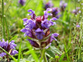 Rough Bluegrass Seeds (Poa trivialis) – Cool-Season Grass for Lawns, Shaded Areas, Erosion Control, Lush Green Ground Cover
