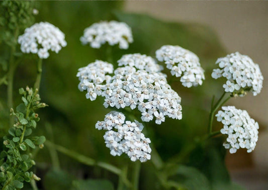 Western Yarrow Seeds – Achillea millefolium occidentalis, Native White Wildflower, Drought-Tolerant Perennial, Pollinator-Friendly, 500 Seeds