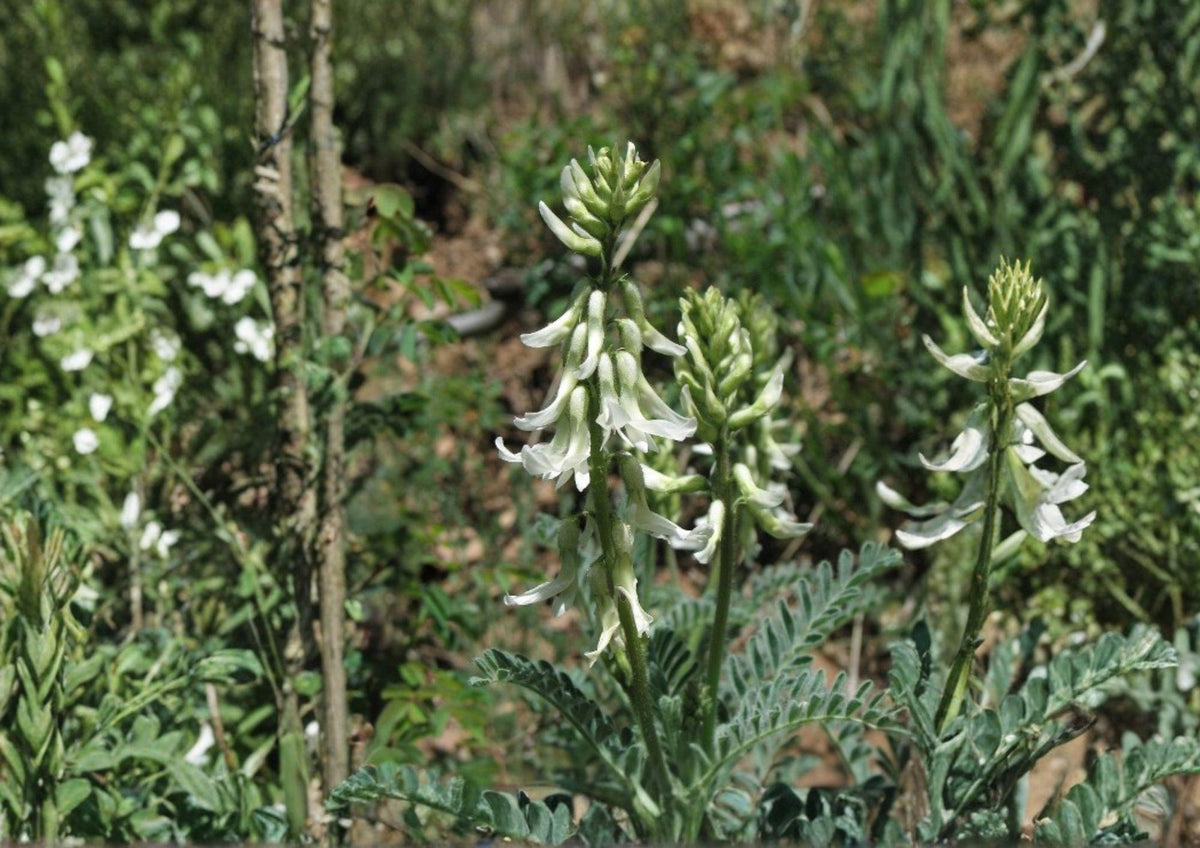 Woolly Milkvetch Seeds - Astragalus drummondii Native Prairie Legume with Cream to Light Purple Flowers, Drought Tolerant, 30 Seeds