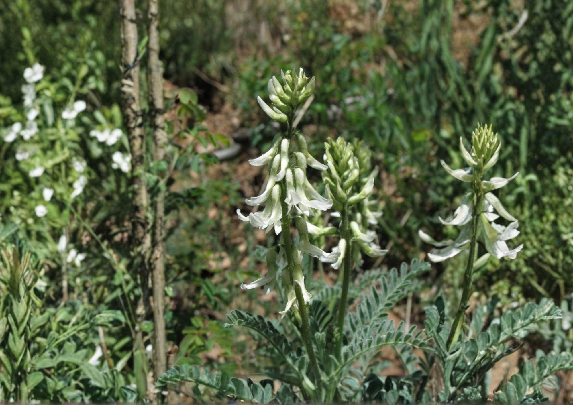 Woolly Milkvetch Seeds - Astragalus drummondii Native Prairie Legume with Cream to Light Purple Flowers, Drought Tolerant, 30 Seeds
