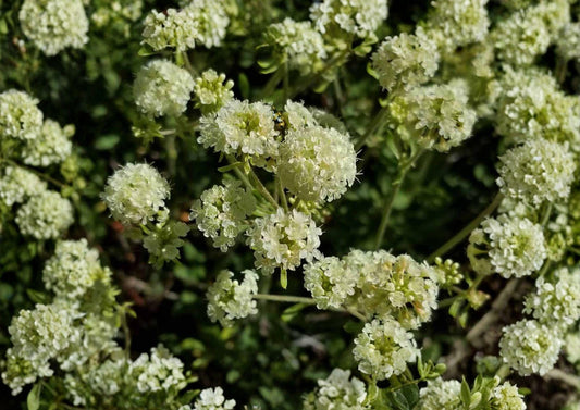Parsnipflower Wild Buckwheat Seeds - Drought Tolerant Native Perennial for Pollinator Gardens - Eriogonum heracleoides (50 Seeds)