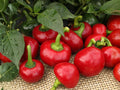 Large Hot Cherry Pepper Seeds – Heirloom Round Spicy Peppers for Pickling, Stuffing & Cooking – 25 Seeds