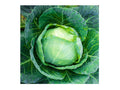 Danish Ballhead Cabbage Seeds – Heirloom Storage Cabbage for Cold Climates – 500 Seeds