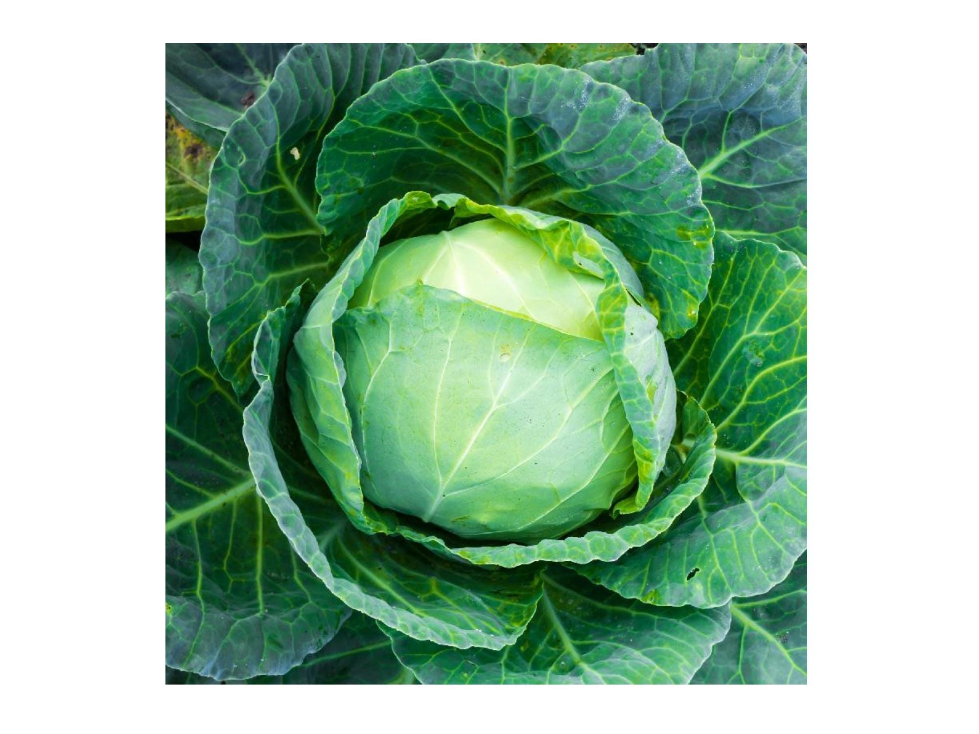 Danish Ballhead Cabbage Seeds – Heirloom Storage Cabbage for Cold Climates – 500 Seeds