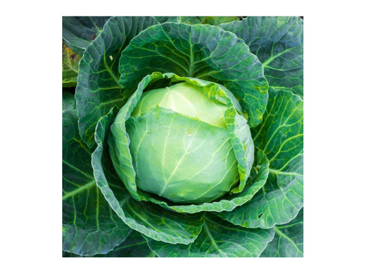 Danish Ballhead Cabbage Seeds – Heirloom Storage Cabbage for Cold Climates – 500 Seeds