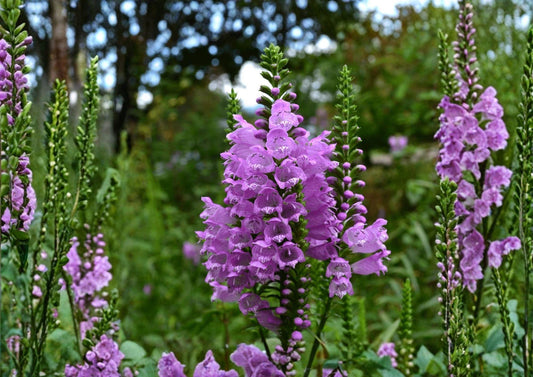 Obedient Plant Seeds – Pink Purple Native Perennial for Pollinator Gardens – Physostegia virginiana