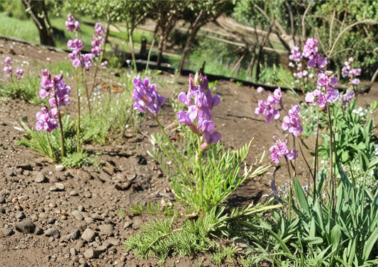 Oxytropis lambertii Showy Locoweed Seeds – Native Purple Prairie Legume for Drought Tolerant Gardens, Wildflower, Xeriscape, Pollinator Attracting