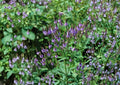 Blue Vervain Seeds - Verbena hastata, Native Pollinator Wildflower, Perennial, Blue Purple Flowers, Wetland & Meadow Plant, 100 Seeds