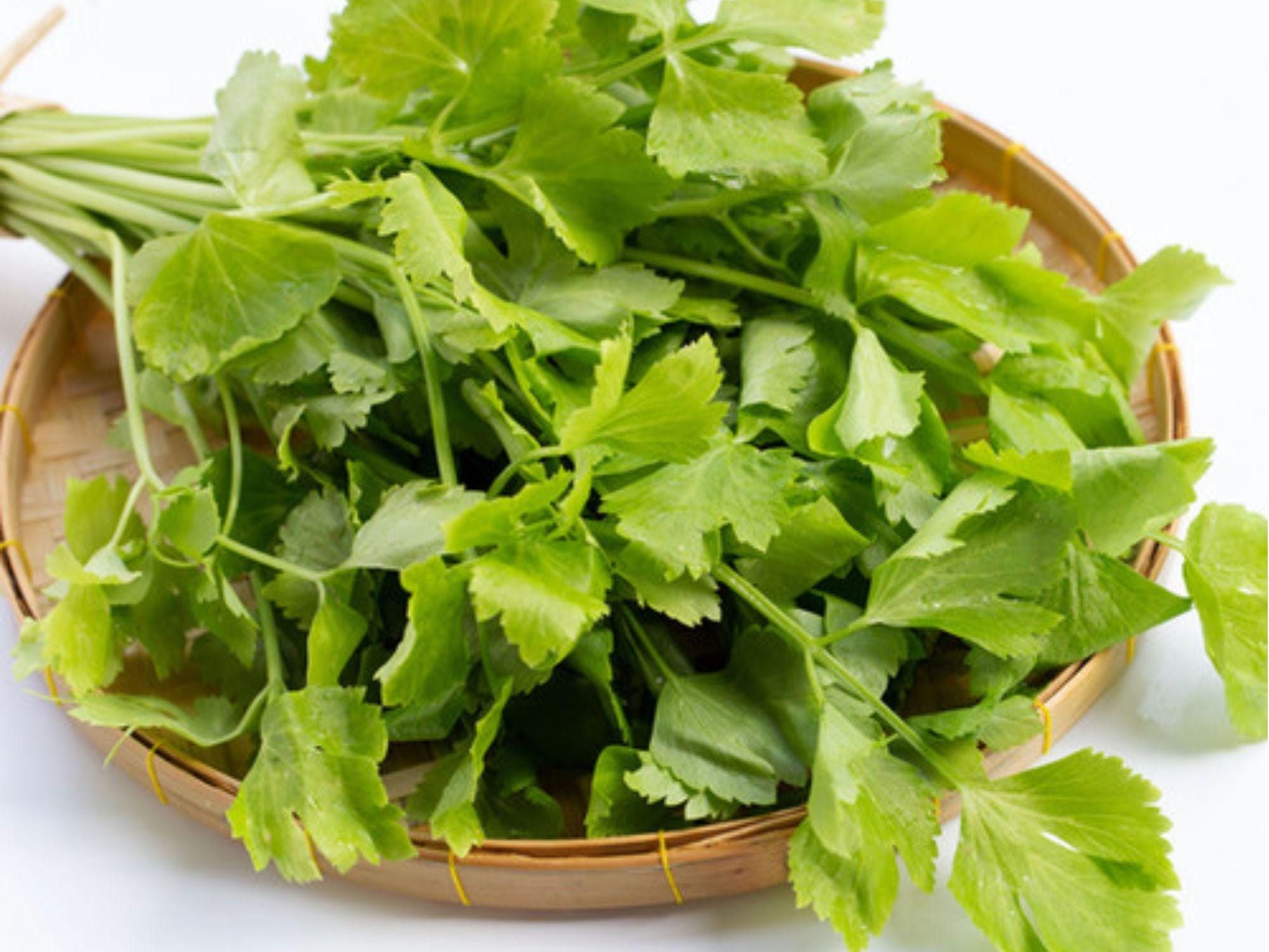 Chinese Celery Seeds – Heirloom Non-GMO Kintsai, Aromatic Dark Green Leaves, Compact Growth, 1000 Pack