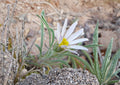 Fendler's Easter Daisy Seeds – Native Pink Wildflower, Rock Garden Perennial, Townsendia fendleri, Drought Tolerant, 100 Seeds