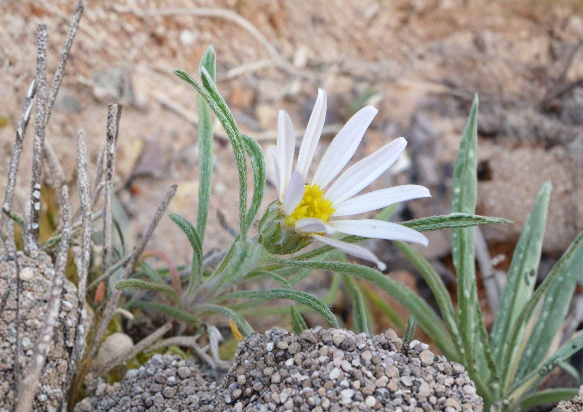 Fendler's Easter Daisy Seeds – Native Pink Wildflower, Rock Garden Perennial, Townsendia fendleri, Drought Tolerant, 100 Seeds