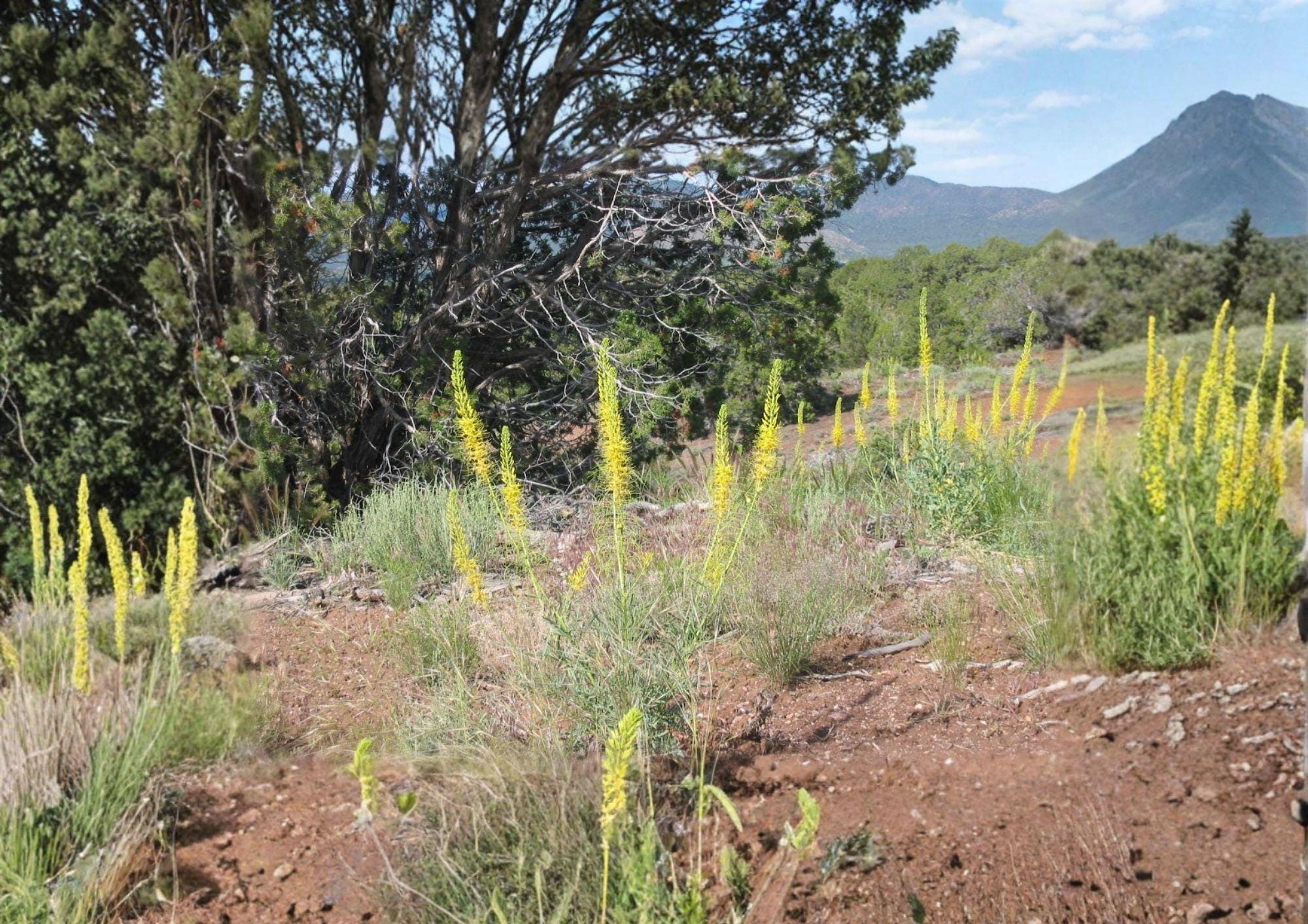 Prince's Plume Seeds – Native Yellow Wildflower, Drought Tolerant Perennial, Stanleya pinnata, Bright Yellow Flower Spikes, Xeriscape Plant