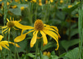 Cutleaf Coneflower Seeds – Rudbeckia laciniata var. ampla, Native Yellow Wildflower, Pollinator-Friendly, 50 Seeds