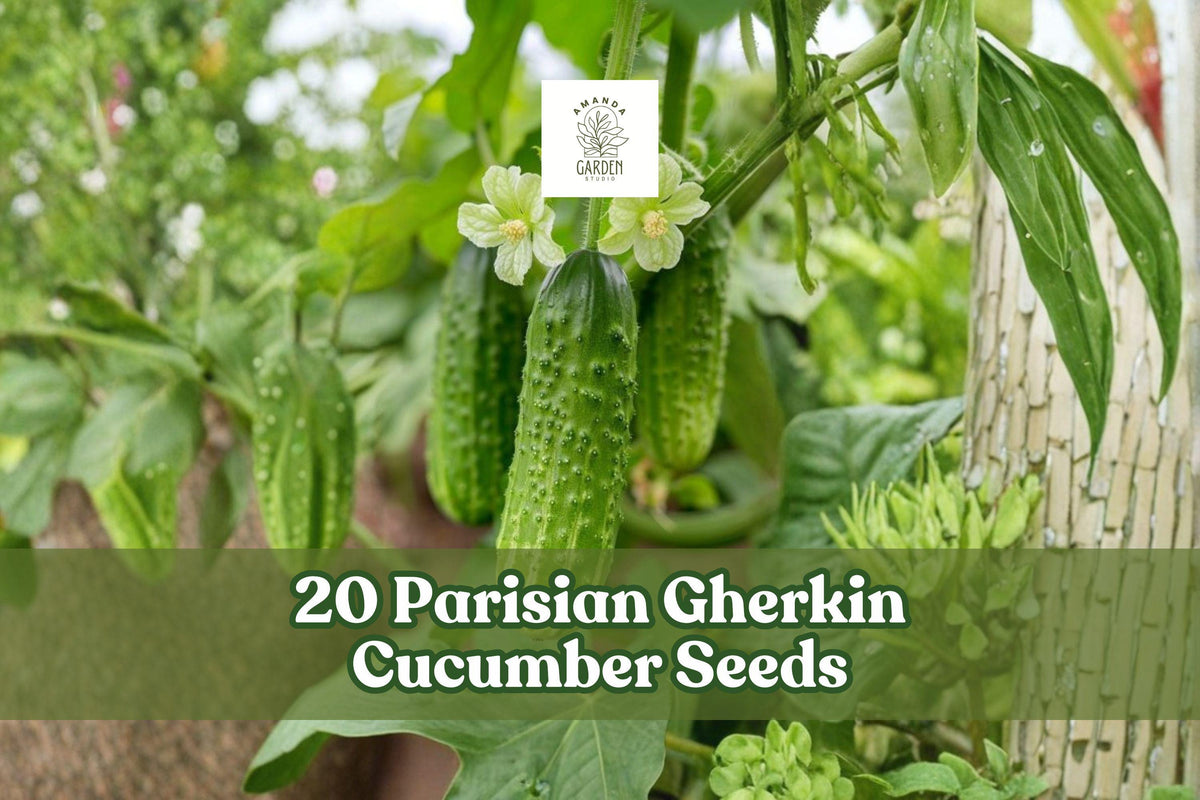 Parisian Gherkin Cucumber Seeds - 20 Pack, Compact Variety for Container Gardening, Cucumis sativus, High Yielding, Pickling Use