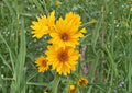 Maximilian Sunflower Seeds - Native Prairie Perennial, Tall Bright Yellow Blooms, Helianthus maximiliani, 50 Seeds