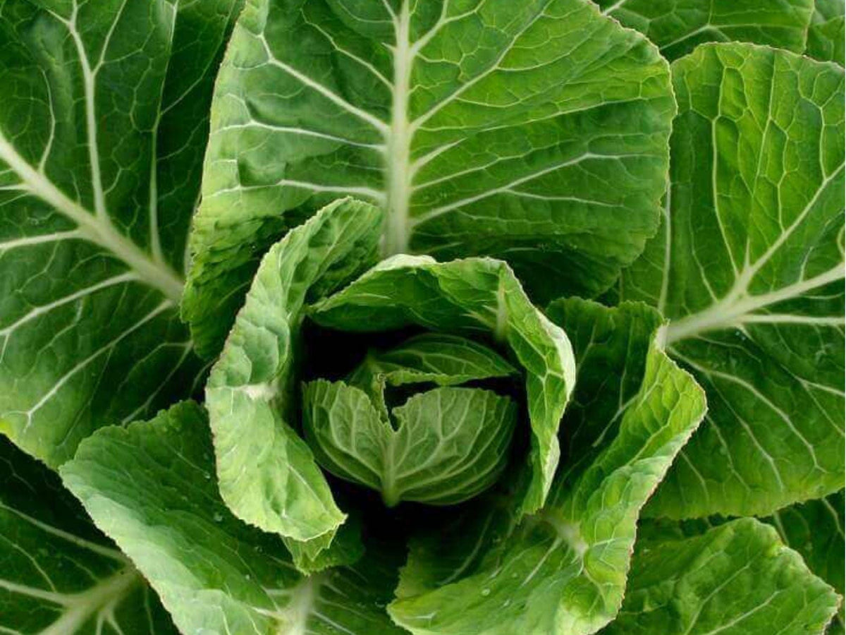 Vates Collard Greens Seeds – Heirloom, Cold Hardy, Non-GMO, Compact Leafy Green, 500 Seeds
