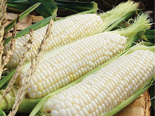 Silver Queen Sweet Corn Seeds – 50 Hybrid White Corn for Gardening, Juicy, Tender, Classic Flavor, High Yield