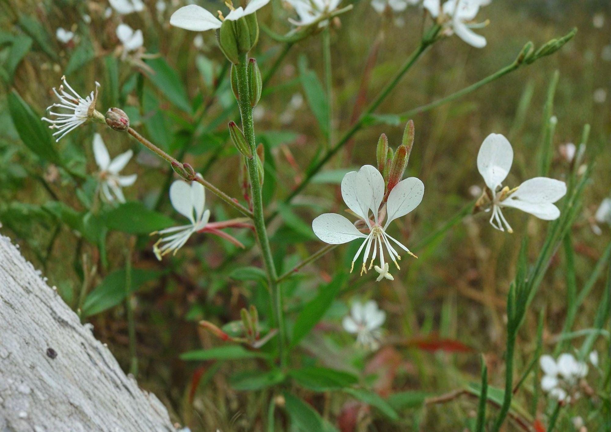 Gaura Biennis Seeds – Native White Pink Beeblossom, Pollinator Meadow Plant, Oenothera biennis, Wildflower for Prairie Gardens