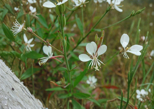 Gaura Biennis Seeds – Native White Pink Beeblossom, Pollinator Meadow Plant, Oenothera biennis, Wildflower for Prairie Gardens