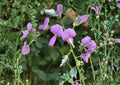 Desmodium paniculatum Panicledleaf Ticktrefoil Seeds – Native Prairie Legume, Pink Pollinator Wildflower, Perennial Plant, 40 Seeds