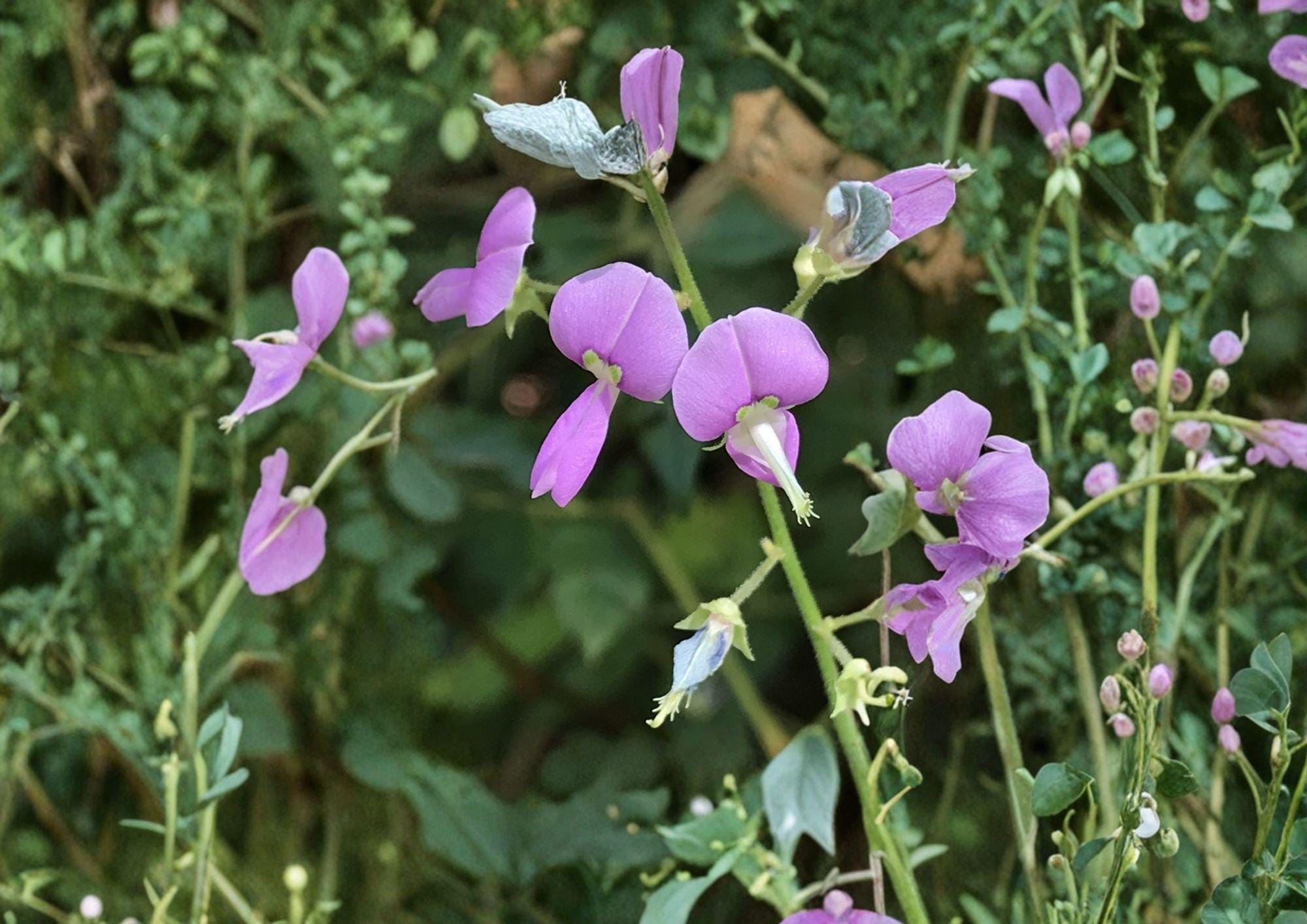 Desmodium paniculatum Panicledleaf Ticktrefoil Seeds – Native Prairie Legume, Pink Pollinator Wildflower, Perennial Plant, 40 Seeds