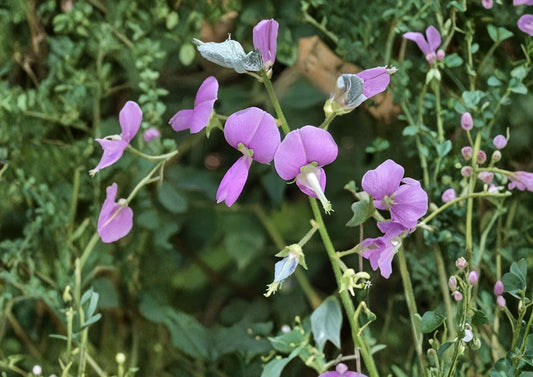 Desmodium paniculatum Panicledleaf Ticktrefoil Seeds – Native Prairie Legume, Pink Pollinator Wildflower, Perennial Plant, 40 Seeds