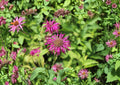 Purple Bergamot Seeds – Monarda media Lavender Pink Bee Balm Pollinator Wildflower, 100 Seeds