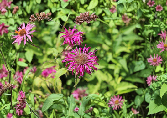 Purple Bergamot Seeds – Monarda media Lavender Pink Bee Balm Pollinator Wildflower, 100 Seeds