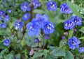 California Bluebells Seeds - 100 Pack, Desert Wildflower, Vibrant Blue Bell-Shaped Blooms, Pollinator-Friendly, Phacelia campanularia