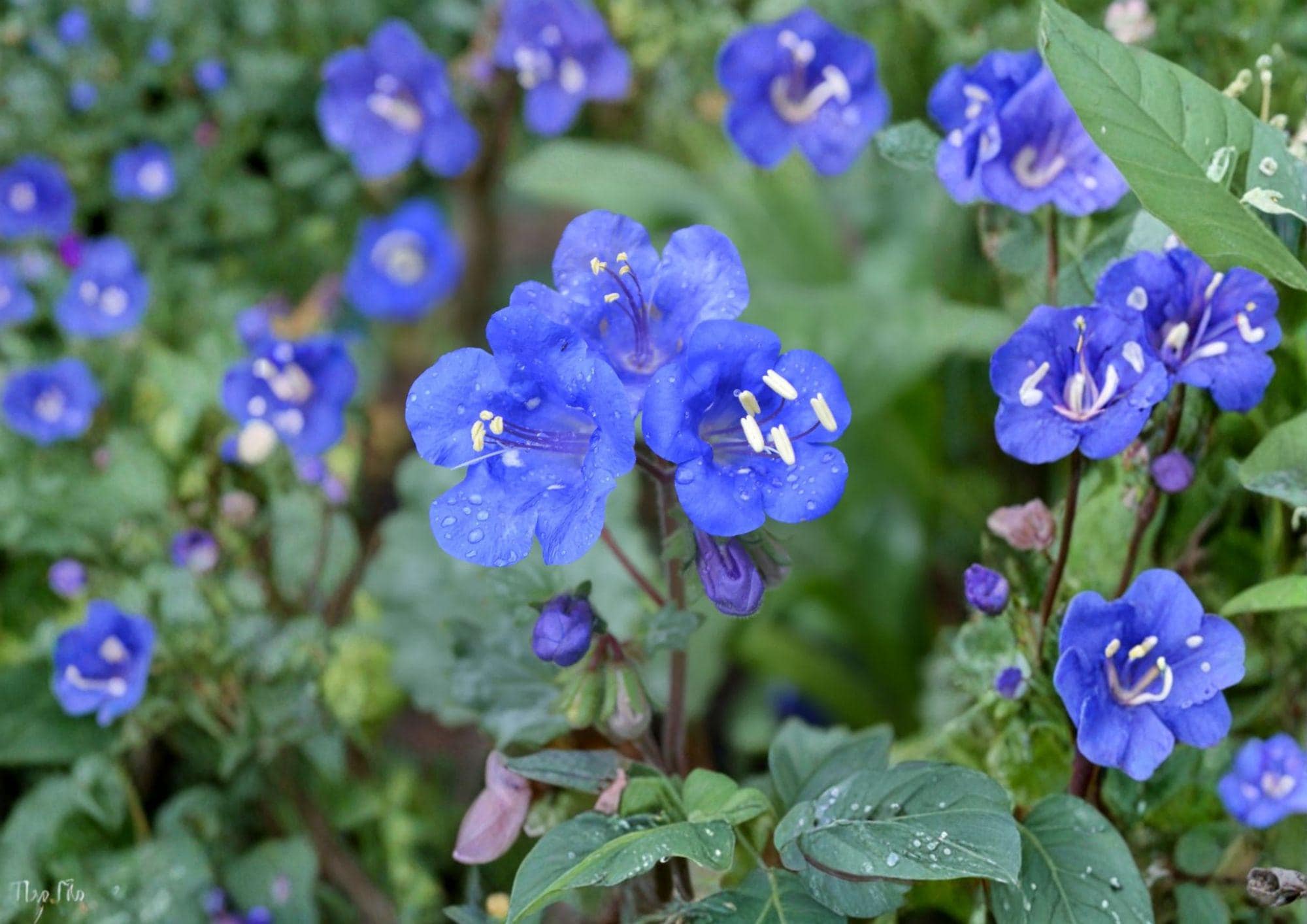 California Bluebells Seeds - 100 Pack, Desert Wildflower, Vibrant Blue Bell-Shaped Blooms, Pollinator-Friendly, Phacelia campanularia