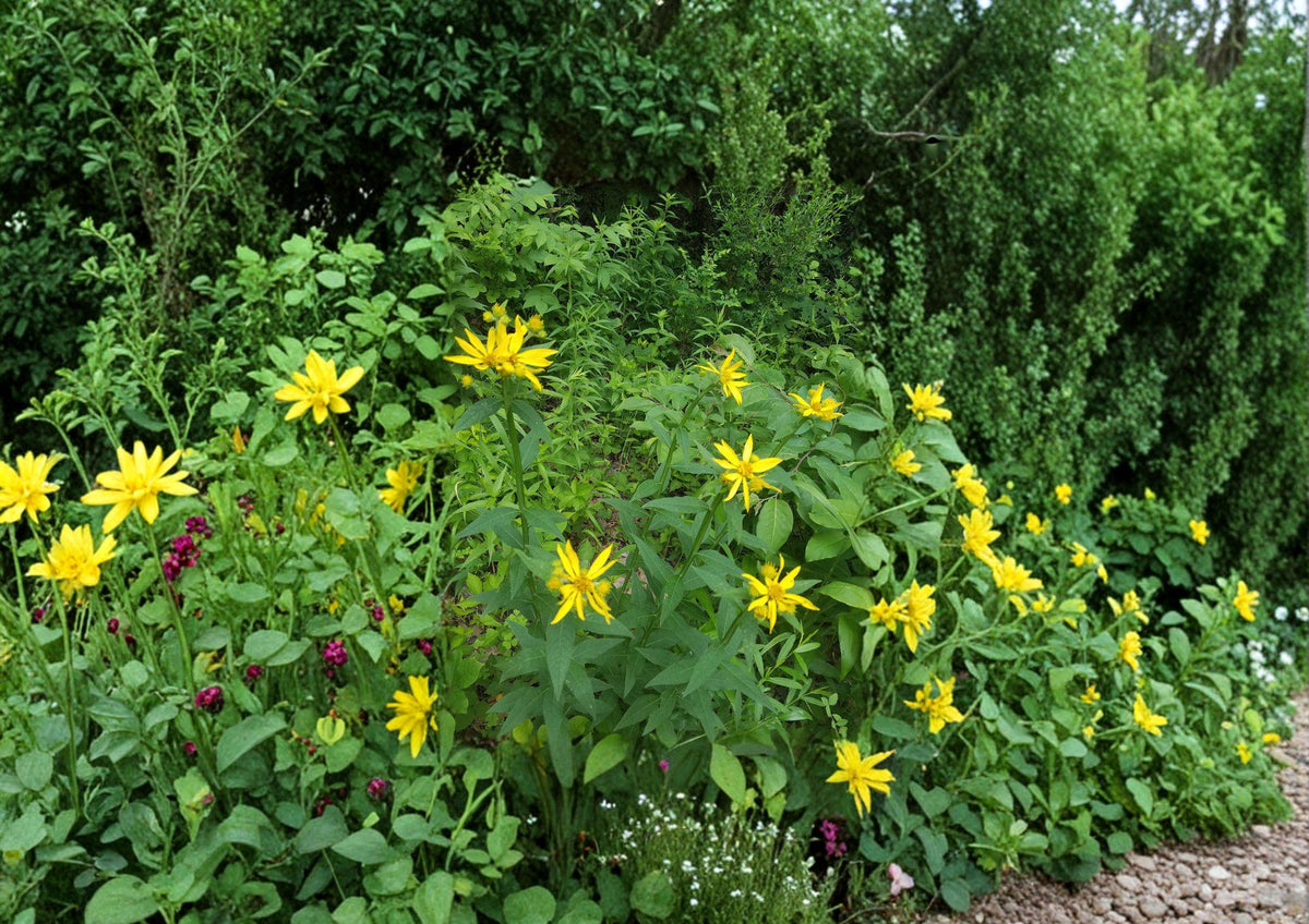 Verbesina helianthoides Yellow Crownbeard Seeds – Native Prairie Wildflower for Pollinator Gardens, Tall Perennial, Bright Yellow Daisy-Like Flowers