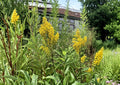 Showy Goldenrod Seeds - Solidago speciosa Native Pollinator Wildflower, Bright Golden Yellow Flower Spikes, Perennial Plant, 100 Seeds