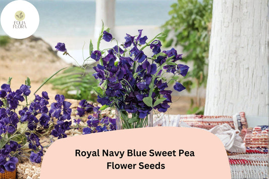 Royal Navy Blue Sweet Pea Seeds | Deep Blue Climbing Flowers for Trellis & Garden | Lathyrus odoratus