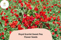 50+ Royal Scarlet Sweet Pea Seeds | Bright Red Climbing Flower Vine for Trellis & Garden | Lathyrus odoratus