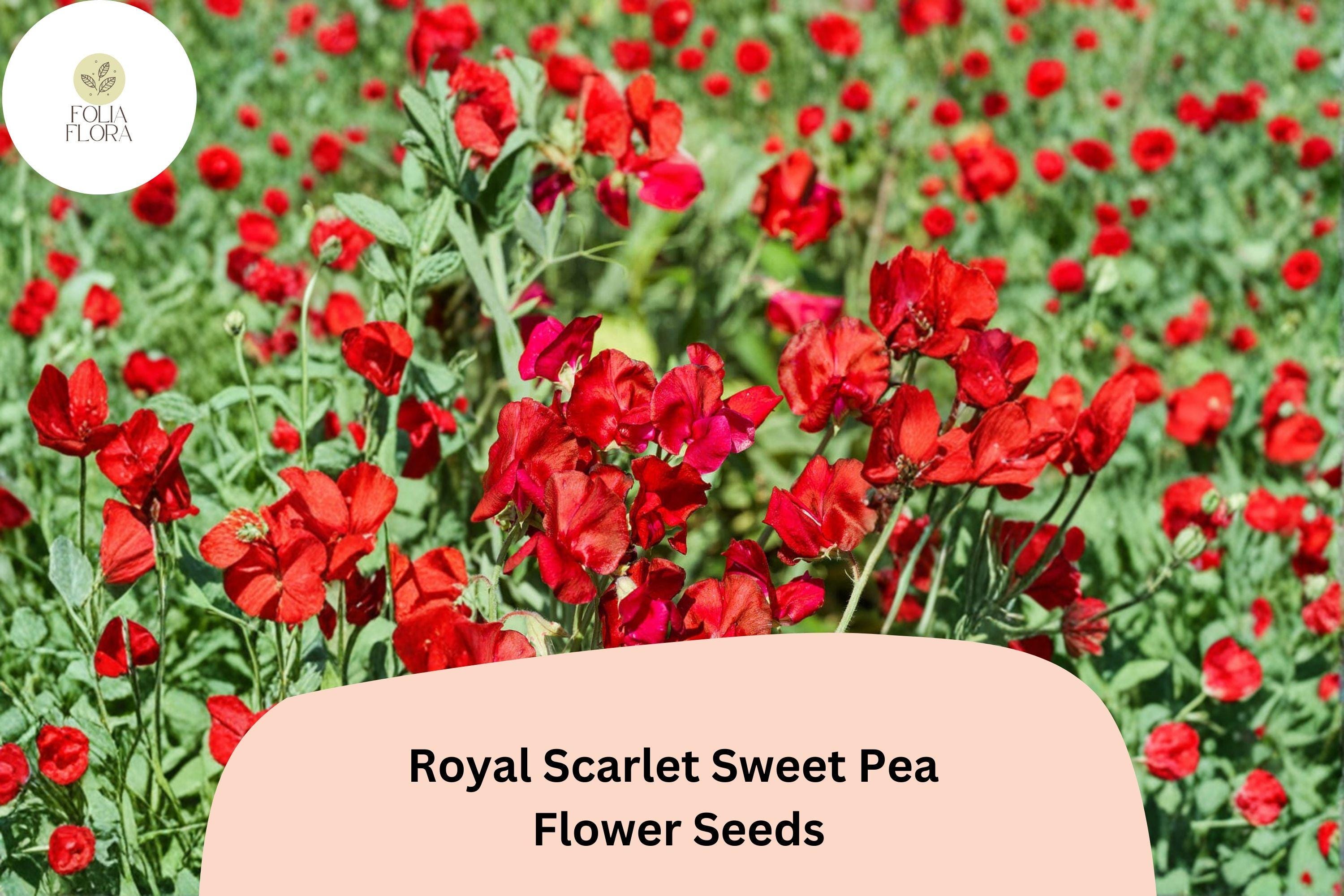 50+ Royal Scarlet Sweet Pea Seeds | Bright Red Climbing Flower Vine for Trellis & Garden | Lathyrus odoratus